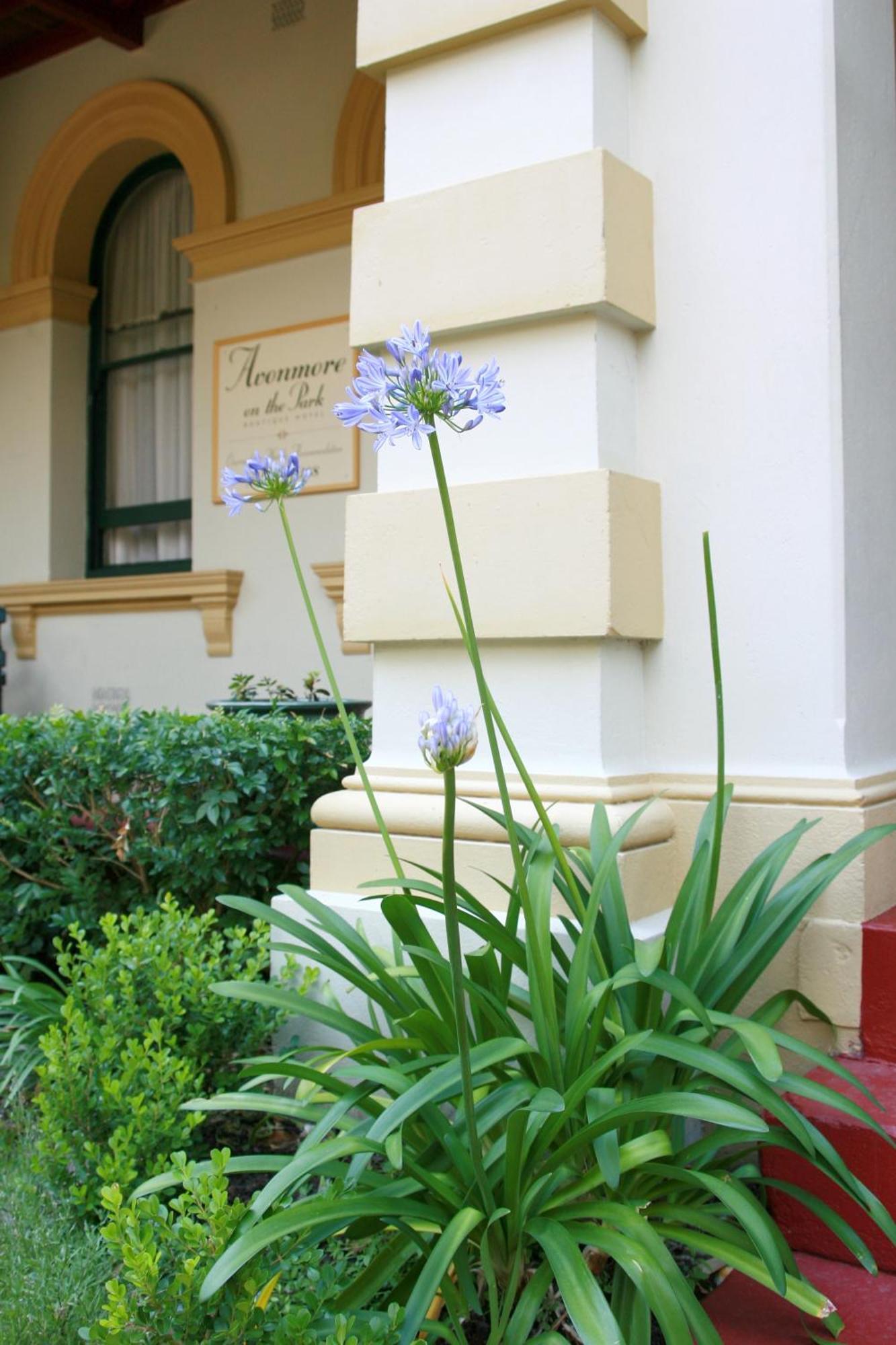 Avonmore On The Park Boutique Hotel Randwick Exterior photo